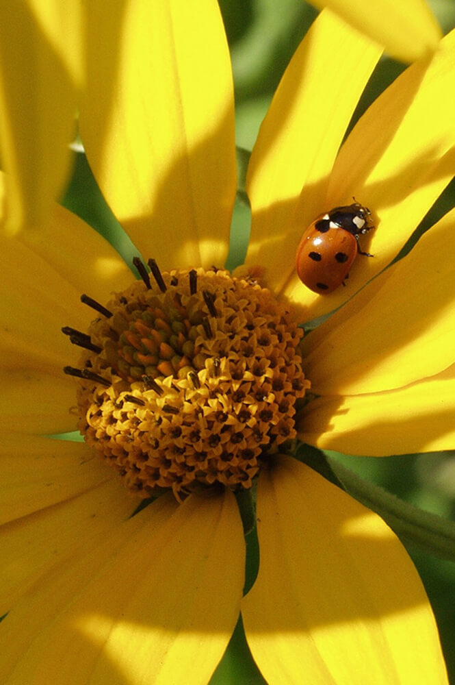 vendita fiori e piante